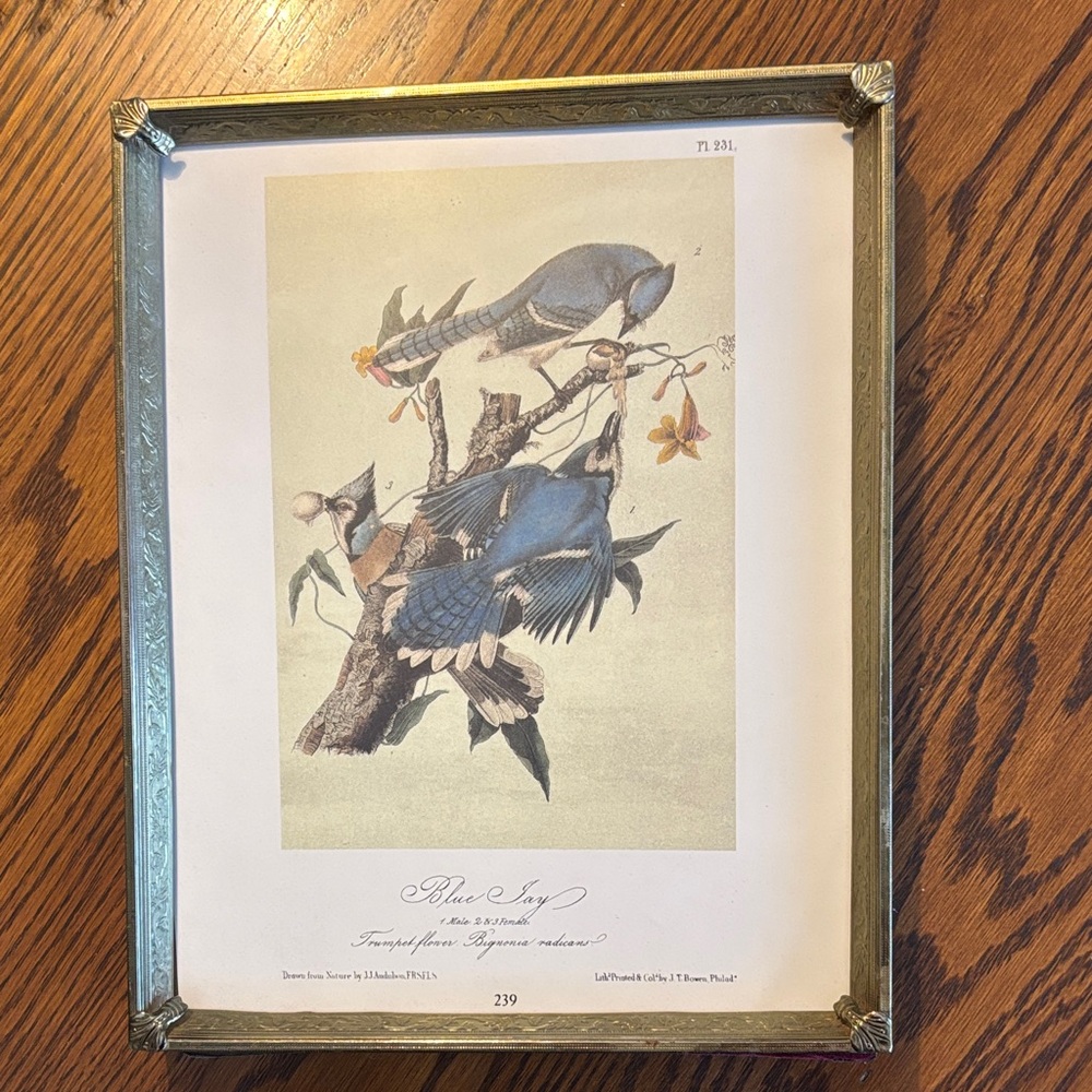 Audubon Page Print in Vintage Metal Frame